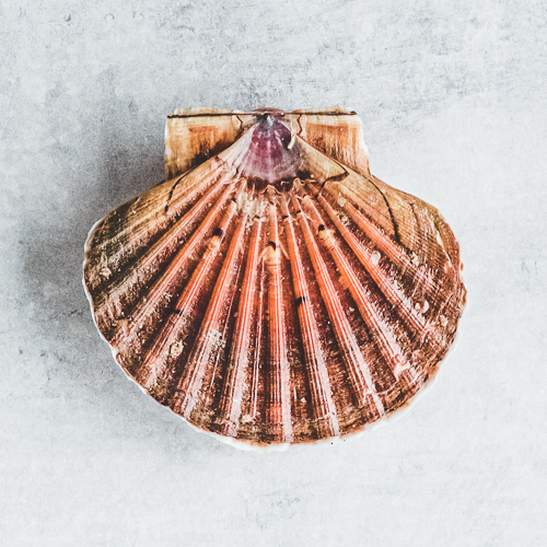 Coquilles St Jacques