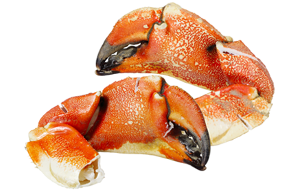 Pinces tourteaux
