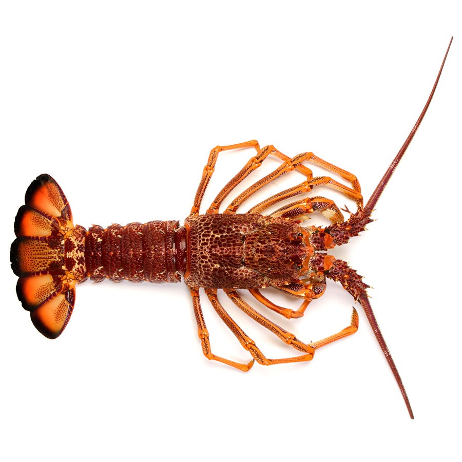 Langouste