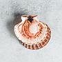 Coquilles St Jacques