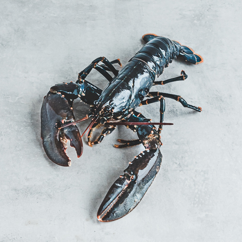 Homards