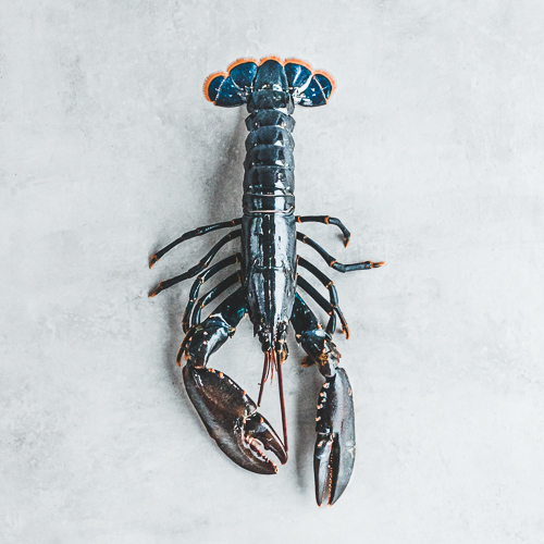 Homards