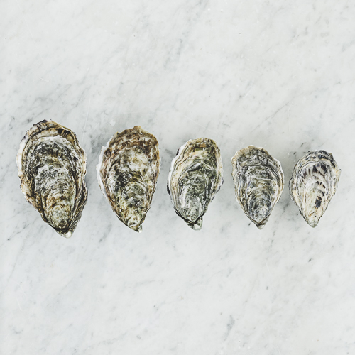 Ostra Regal
