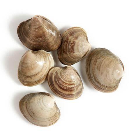 Clams